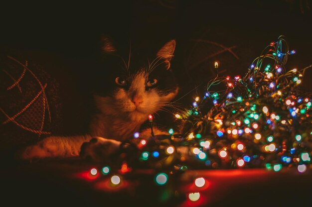 Retrato de un gato sentado ante las luces iluminadas de las hadas