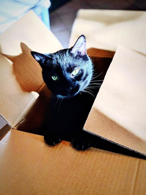 Foto retrato de un gato sentado en la mesa