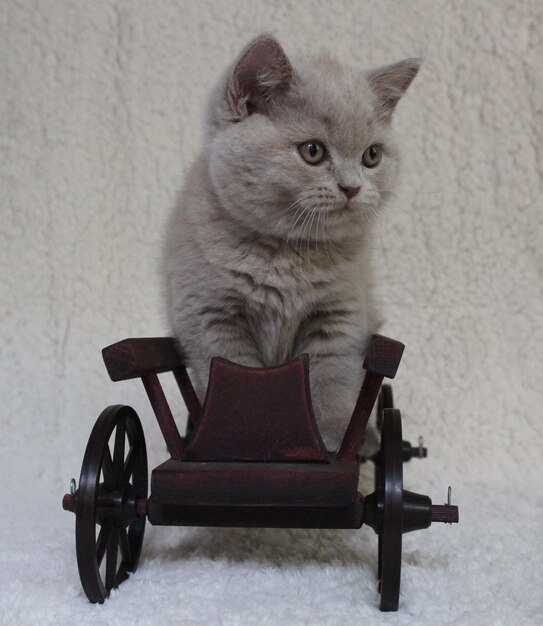 Foto retrato de un gato sentado en una silla