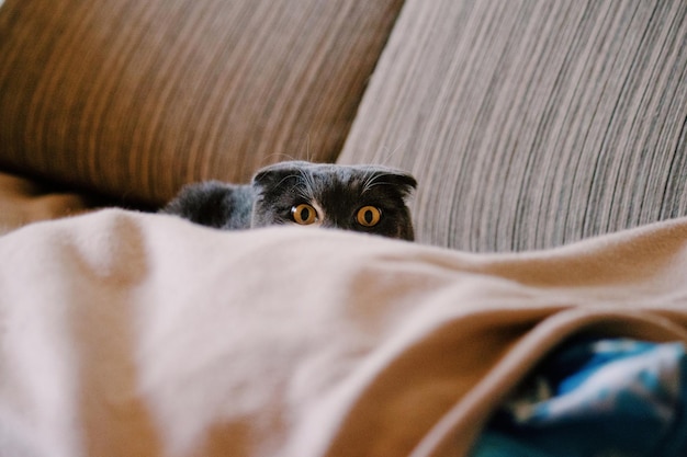 Foto retrato de un gato sentado en el sofá