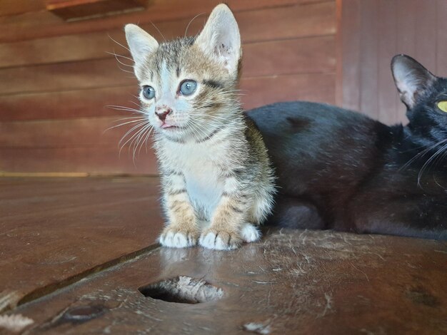 Foto retrato de un gato sentado en el suelo