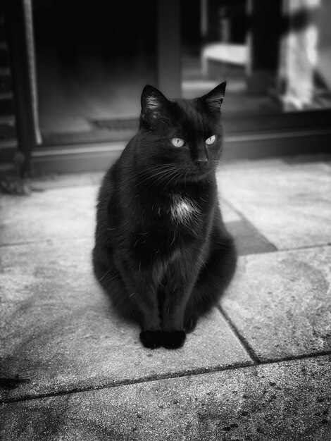 Foto retrato de un gato sentado en el suelo