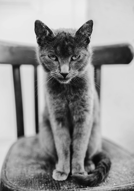 Foto retrato de un gato sentado en el suelo