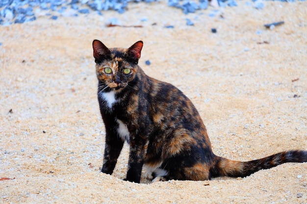 Retrato de un gato sentado en tierra