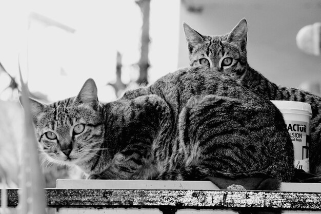 Foto retrato de un gato sentado