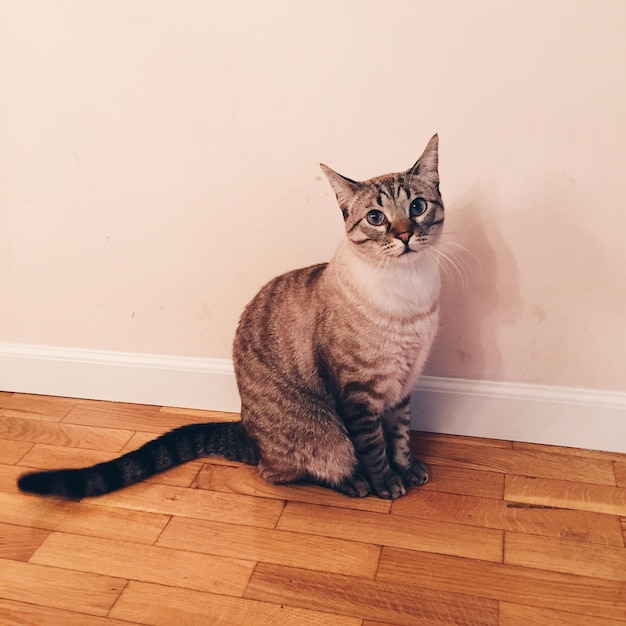 Foto retrato de un gato sentado