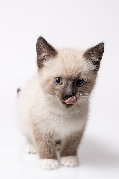 Retrato de gato siam con raquetas de nieve aislado sobre fondo blanco.