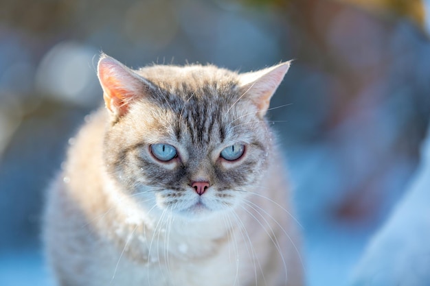 Retrato del gato siamés al aire libre en invierno