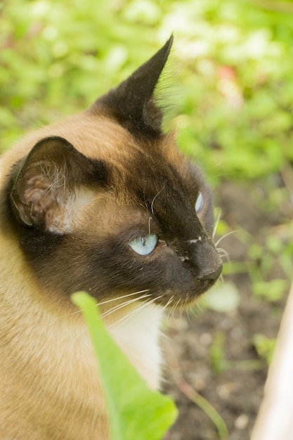 Retrato de gato siamés