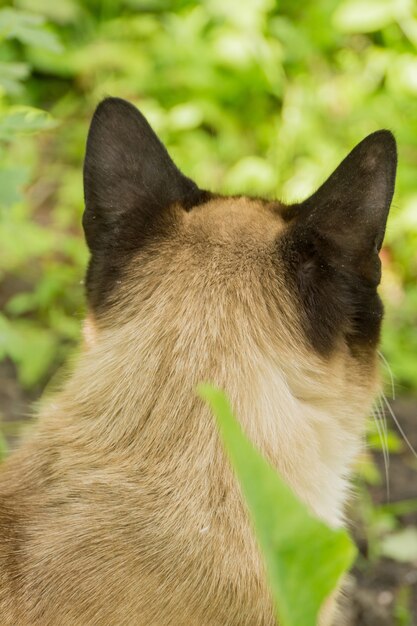 Retrato de gato siamés