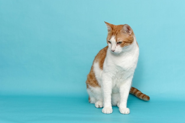 Retrato de gato sobre fondo azul Mascota aislada