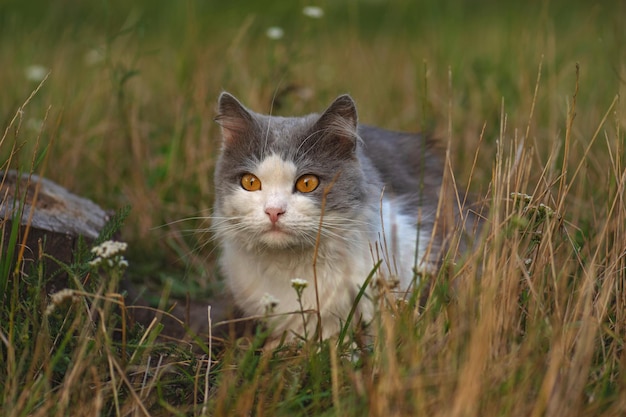 Retrato de gato sobre un fondo de campo amarillo seco de otoño