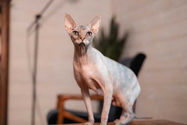 Retrato de gato sphynx canadiense gatito visón azul con color blanco con grandes ojos azules sentado en la luz...