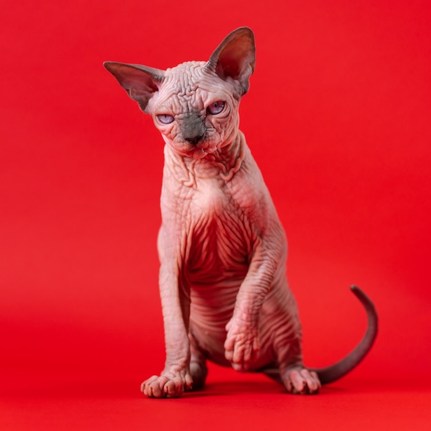 Retrato de gato sphynx de visón azul y color blanco sentado con la pata delantera levantada sobre fondo rojo.