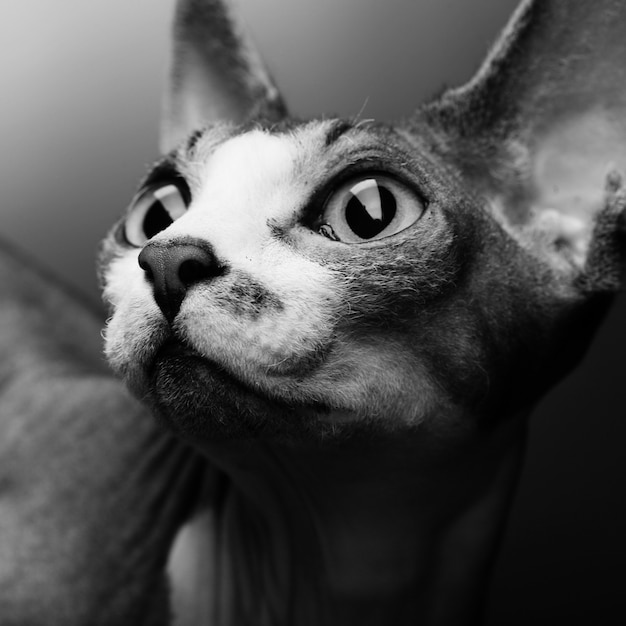 Retrato de gato Sphynx