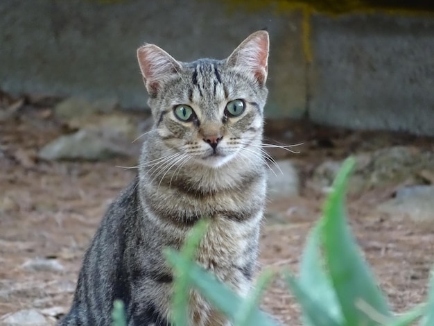 Retrato de un gato tabby en el campo