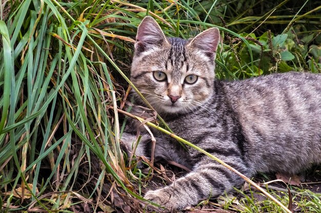 Retrato de un gato tabby en el campo