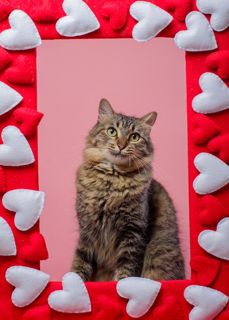 Foto retrato de un gato tabby sentado marco con corazones y fondo rosa