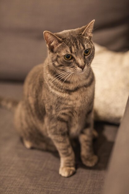 Retrato de un gato tabby sentado en el suelo