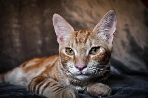 Foto retrato de un gato tabby