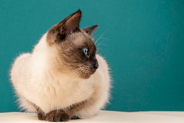 Retrato de un gato tailandés en un primer plano de gato tailandés de fondo azul