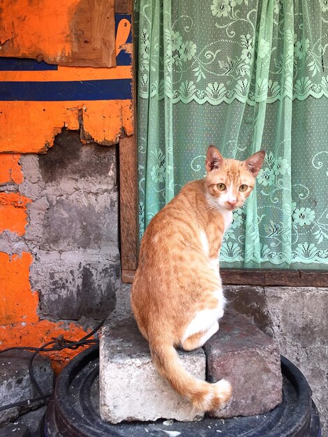 Foto retrato del gato en el tambor junto a la ventana