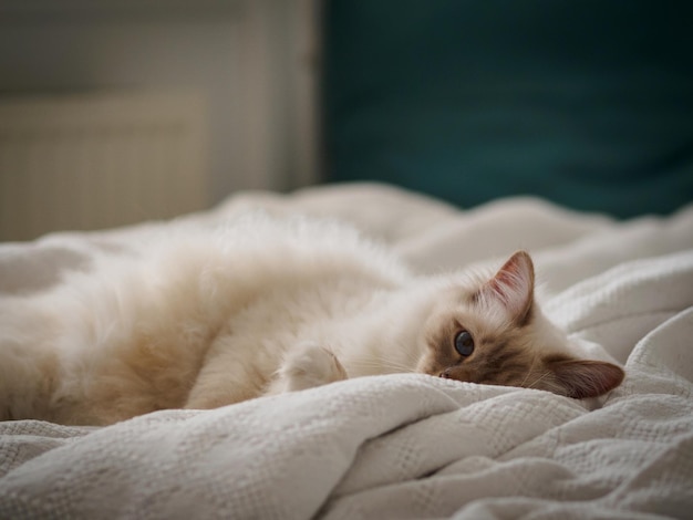 Retrato de un gato tendido en la cama en casa