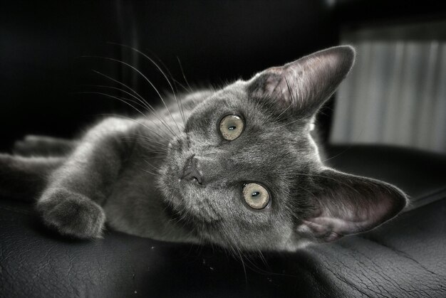 Foto retrato de un gato tendido en la cama