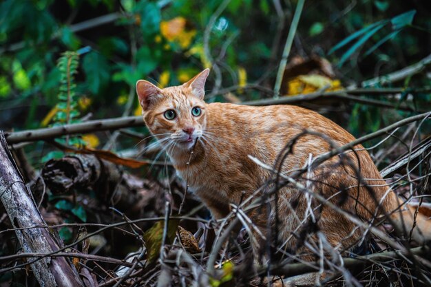 Retrato de un gato tendido en el suelo