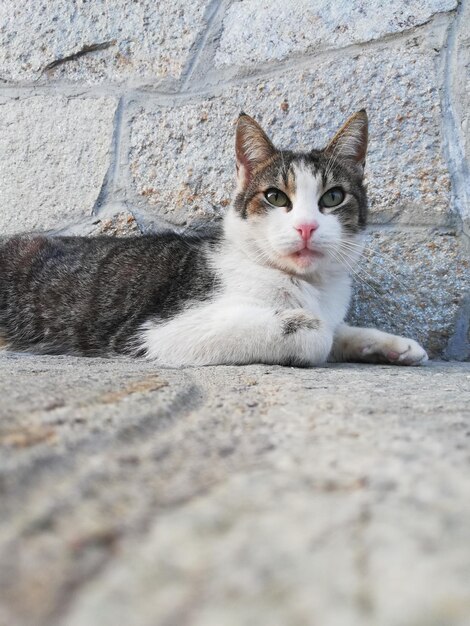 Foto retrato de un gato tendido en el suelo