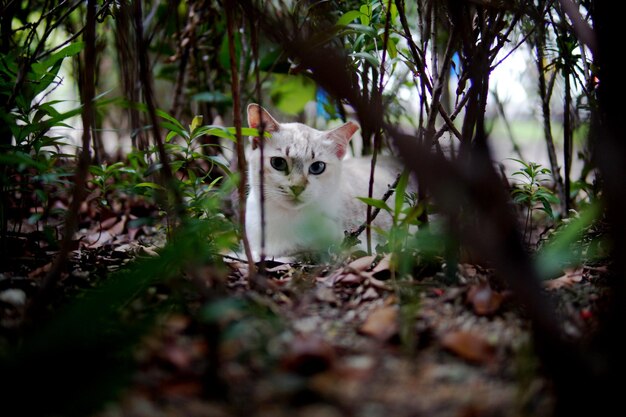 Foto retrato de un gato en tierra