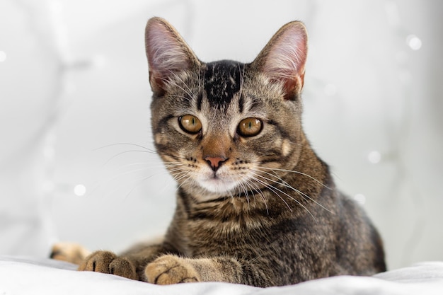 Retrato de gato tricolor acostado sobre una superficie blanca mirando a la cámara sobre el fondo blanco con luces borrosas