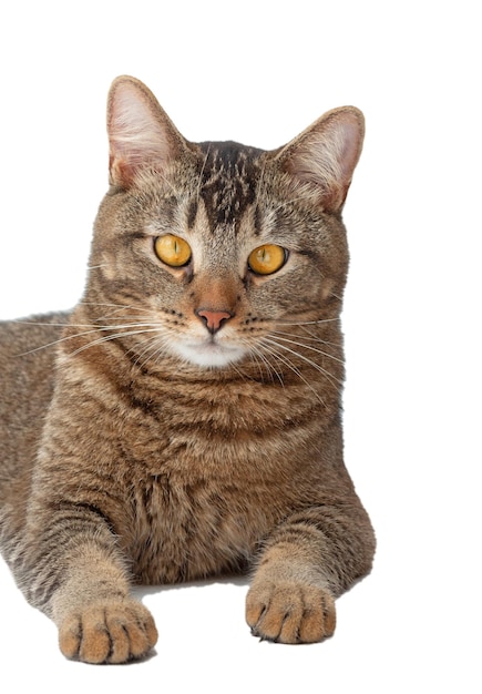 Retrato de gato tricolor aislado con ojos amarillos mirando a la cámara sobre fondo blanco.