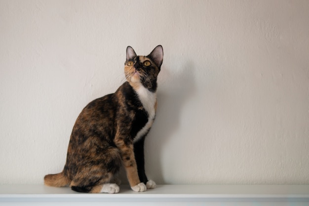 Retrato de gato tricolor calico o tortie