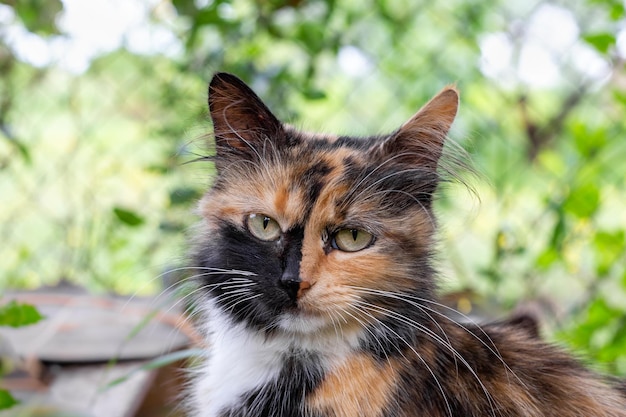 Retrato de un gato tricolor con una raya en la nariz.