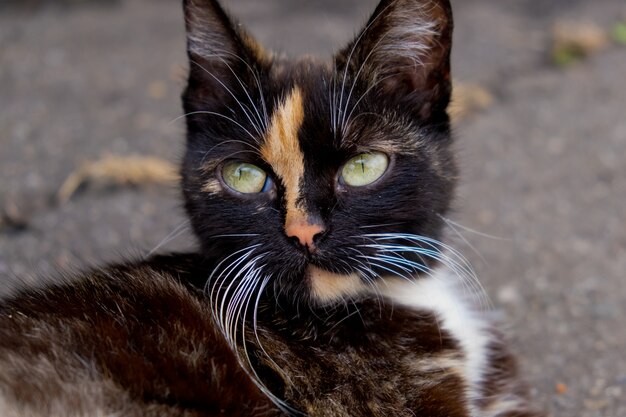 Retrato de gato tricolor. Vista de cerca.