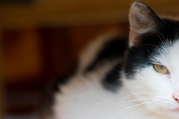 Retrato de un gato triste color blanco y negro