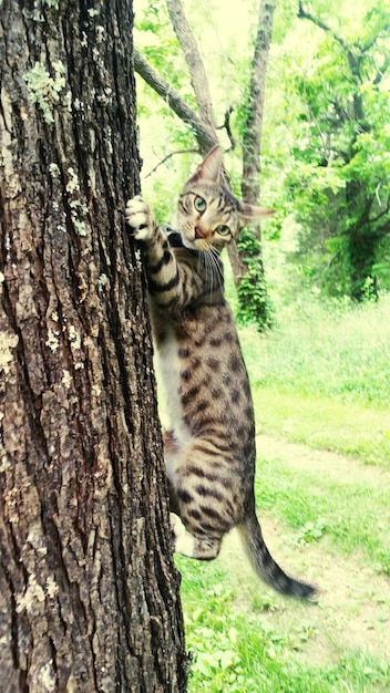 Foto retrato de gato en el tronco de un árbol