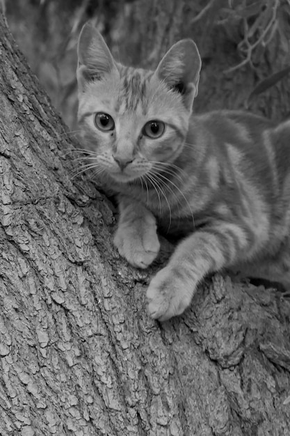 Retrato de gato en el tronco de un árbol