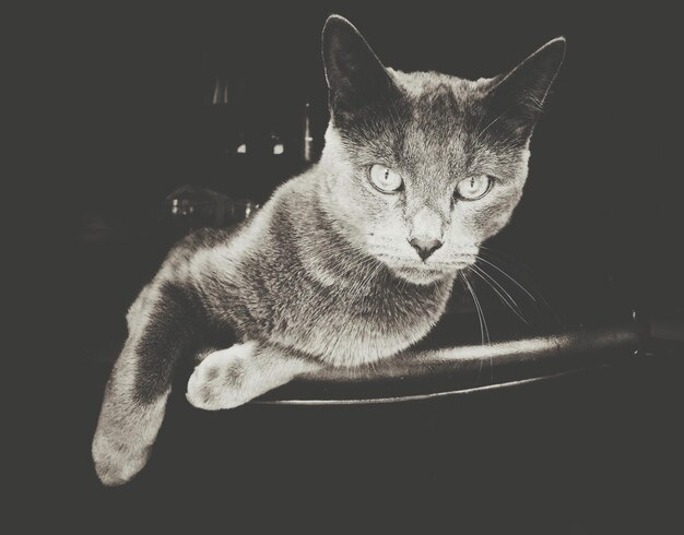 Retrato de un gato