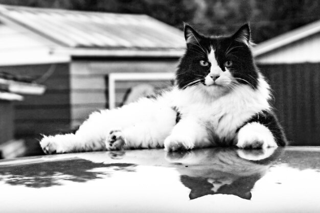 Foto el retrato de un gato