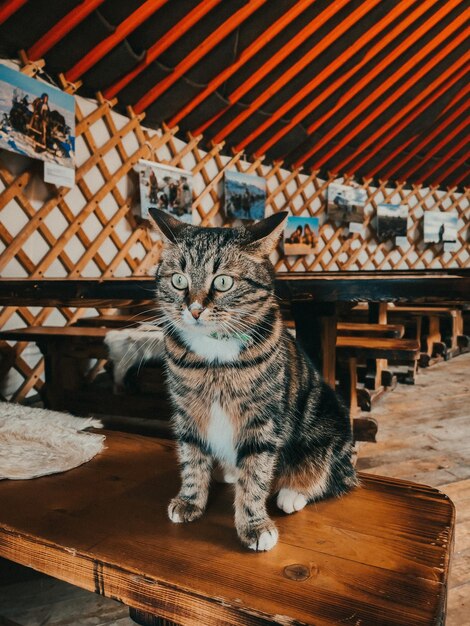 Foto retrato de un gato