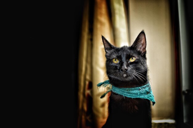 Foto retrato de un gato