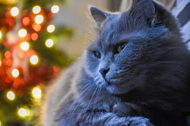 Foto retrato de un gato