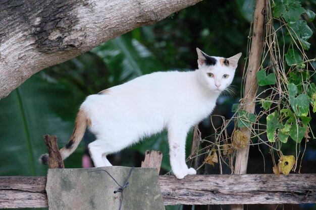 Foto el retrato de un gato