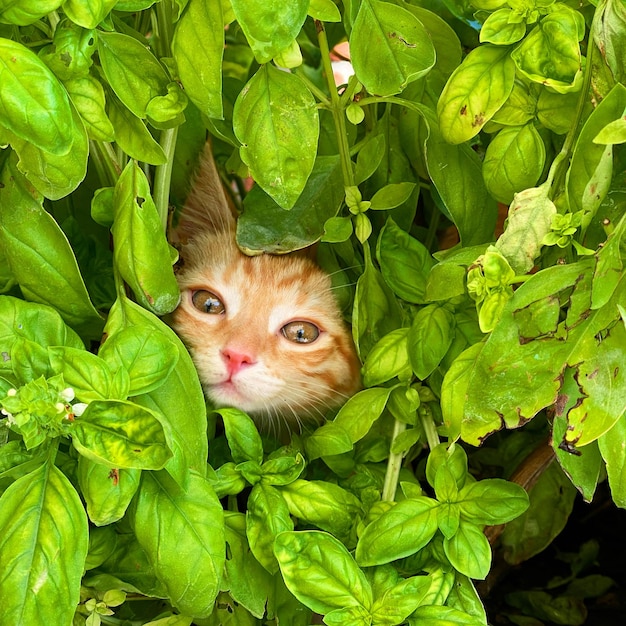 Foto el retrato de un gato