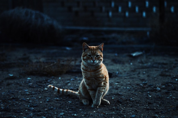 Retrato de un gato