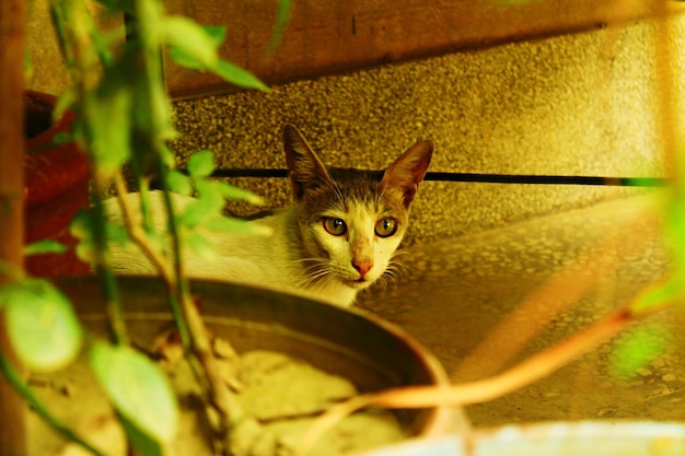 Foto el retrato de un gato