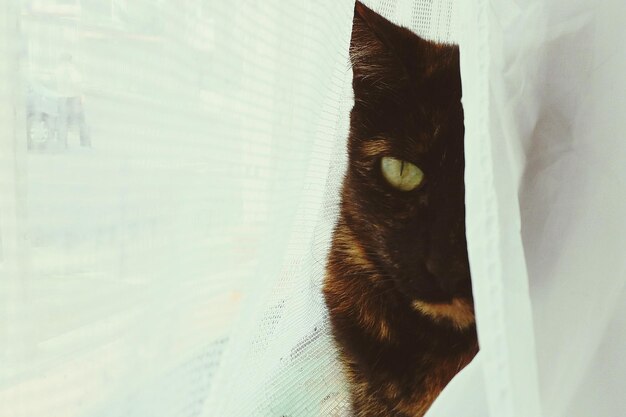 Foto retrato de un gato