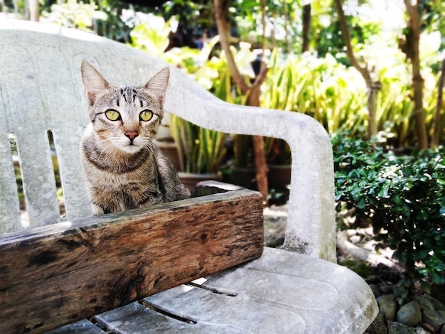 Foto el retrato de un gato